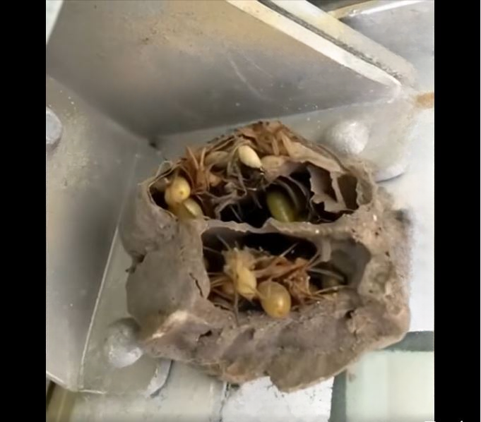 Finding More Than Tools: A Story of a Hidden Garage Nest and Life Lessons