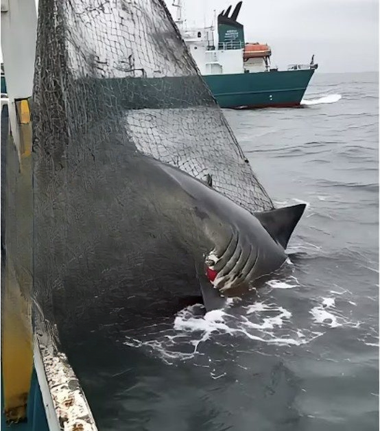 A Near-Fatal Shark Encounter: When a Fishing Trip Turns into a Life-or-Death Rescue