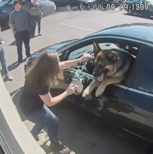 I BROKE A STRANGER’S CAR WINDOW TO RESCUE A DOG — BUT WHAT HAPPENED NEXT CHANGED EVERYTHING