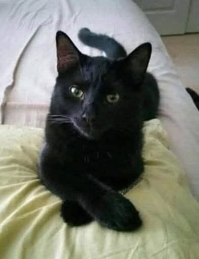 The Enigmatic Black Cat: Symbolism, Culture, and Mystical Meaning Across the World