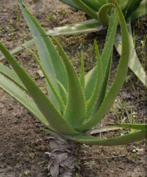 Just One Aloe Vera Leaf Could End Your Suffering — Here’s How