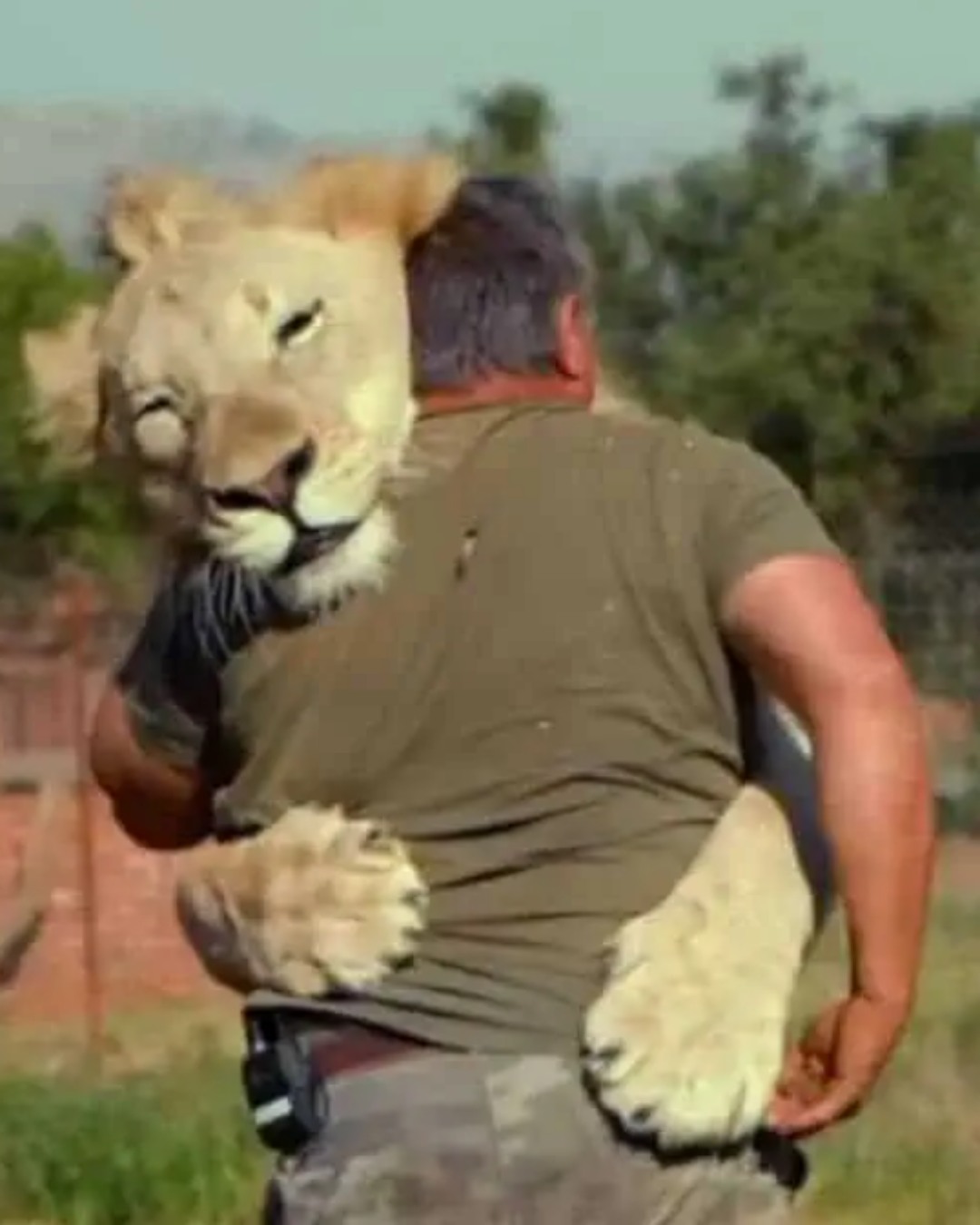 Life in Harmony: The Unique Bond Between Caretakers and Wild Cats at Iron Throne Park
