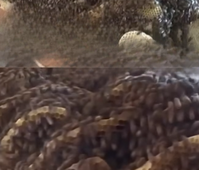 The Hidden Danger Beneath: What Lurks Under Your Bed Could Surprise You