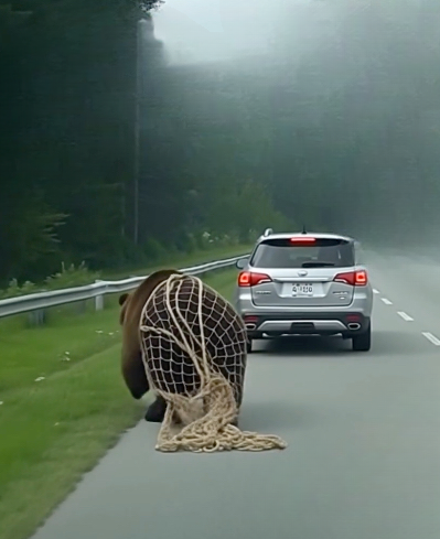 A Roadside Encounter Rescuing a Bear and Rediscovering the Meaning of Kindness