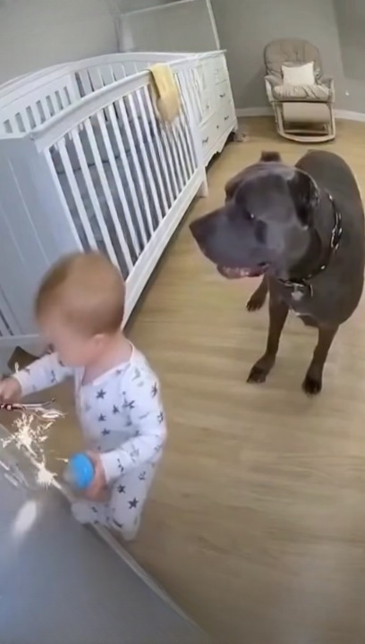 Brave Dog Rescues Young Boy from Life-Threatening Electric Shock