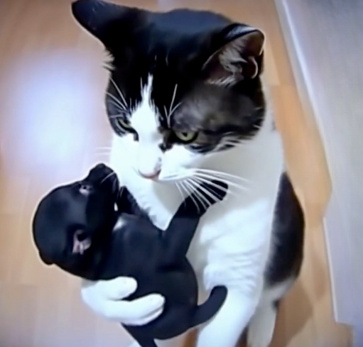The Cat Who Stole Puppies: A Heartwarming Tale of Unlikely Motherhood