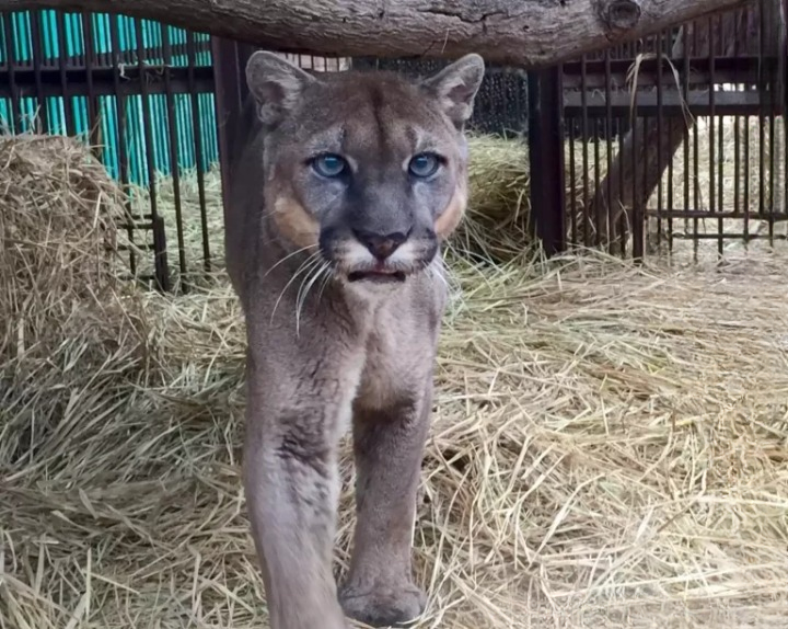 The Long Road to Freedom: Mufasa, the Circus Lion, Finally Walks for the First Time
