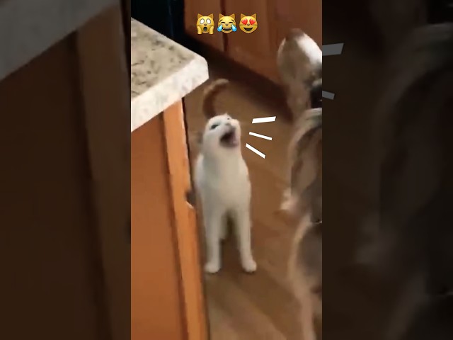 Cat 🐈 is yelling 🙀loud for food 😹🥰#shorts #cat