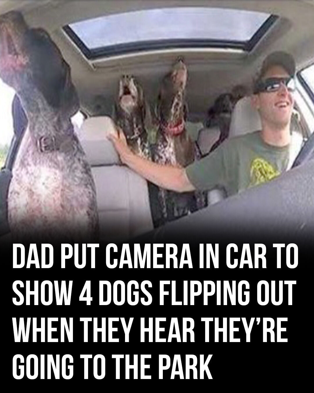 Owner put camera in car to capture 4 dogs flipping out when they hear they’re going to the park