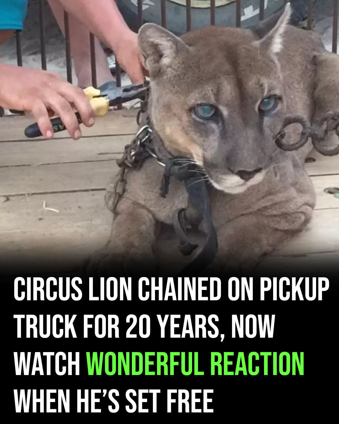 Circus puma lived in old pickup truck for 20 years: Just watch his reaction when he’s rescued!