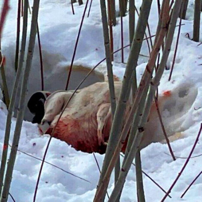 Thrown out like trash: Why Taho’s tragic journey ended in heartbreak