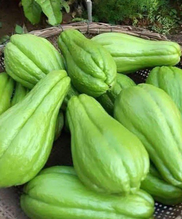 Doctors Reveal What Happens When You Add Chayote to Your Diet