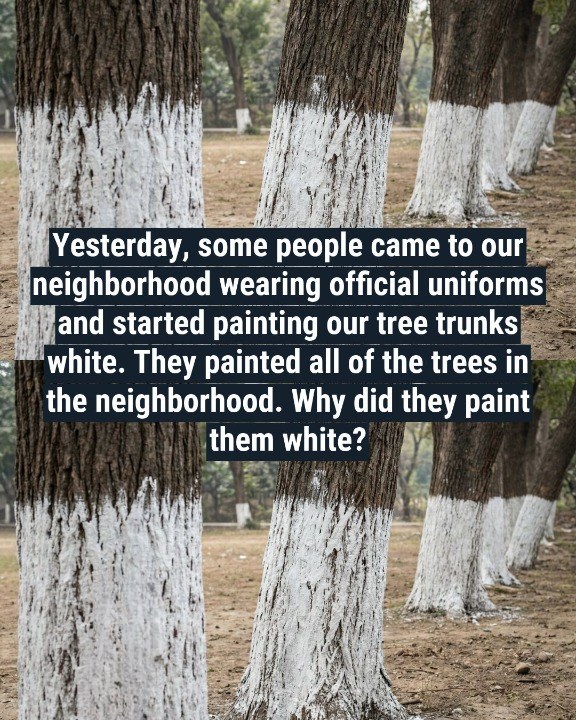 Why trees get painted white