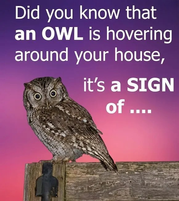 Why owls feel so mysterious at night