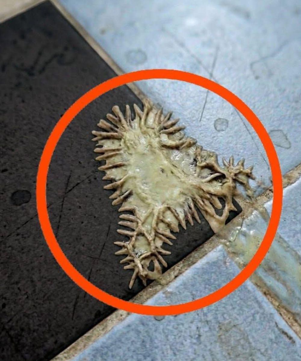I found this in my girlfriend’s bathroom. We’ve been looking at it for an hour now and still can’t figure out what it is.