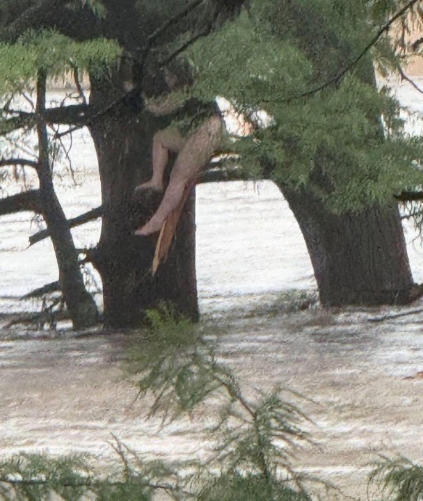 Urgent Development: Missing Girl Found 12 Miles From Camp Amid Texas Flood Disaster