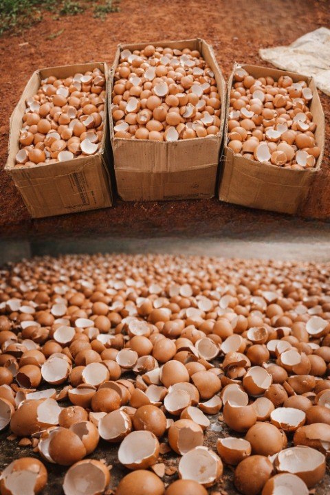 Why More Homeowners Are Saving Eggshells Instead of Throwing Them Away