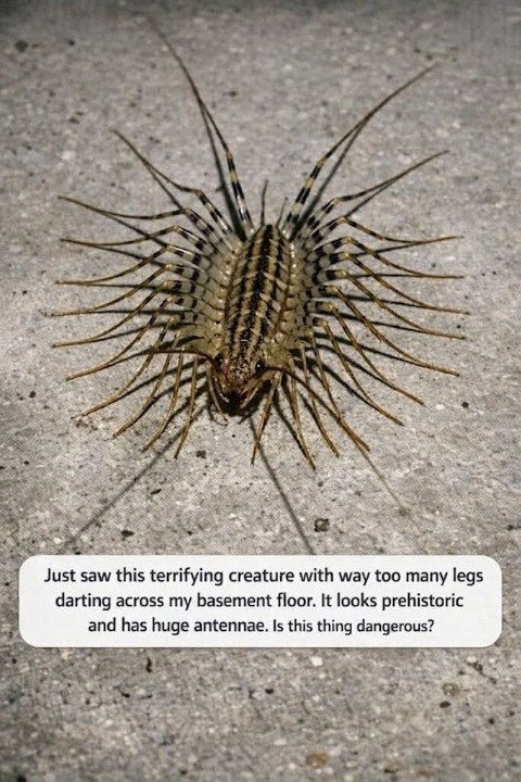 The Truth About the Creepy Multi Legged Creature Hiding in Your Basement Right Now